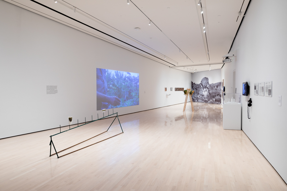 <i>Never Spoken Again: Rogue Stories of Science and Collections</i> installation view at the Eli and Edythe Broad Art Museum at Michigan State University, 2020. Photo: Eat Pomegranate Photography.