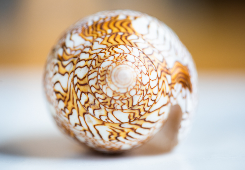 Jenny Kendler, Research image of Textile Cone Snail for <i>Shroud for an Atheist</i>, 2020. Courtesy the artist. Photo credit: Jenny Kendler