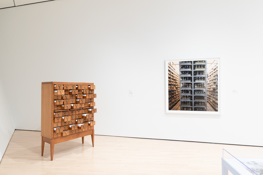 <i>Seeds of Resistance</i> installation view at the Eli and Edythe Broad Art Museum at Michigan State University, 2021. Photo: Eat Pomegranate Photography.